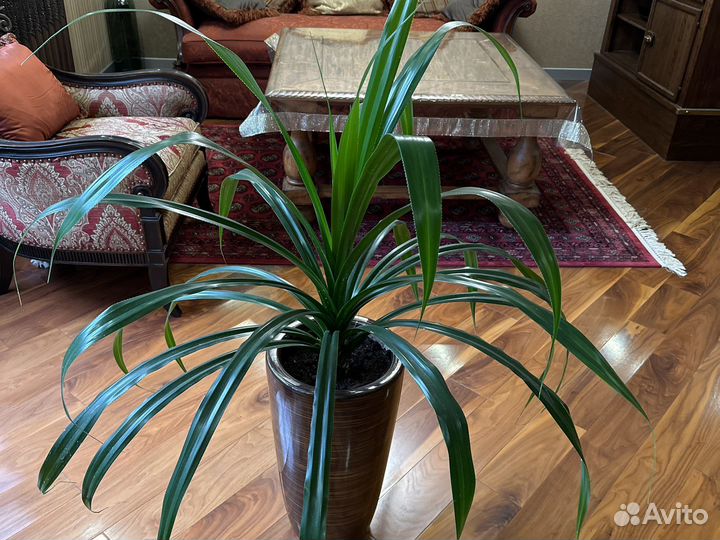 Панданус винтовая пальма