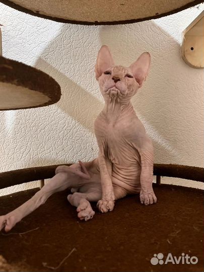 Канадский сфинкс котенок мальчик