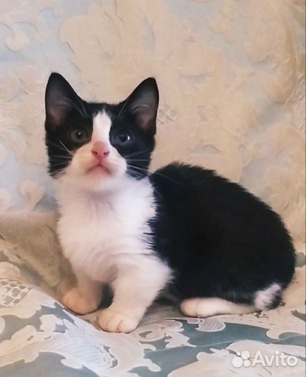 Котята манчкин, девочка стандарт