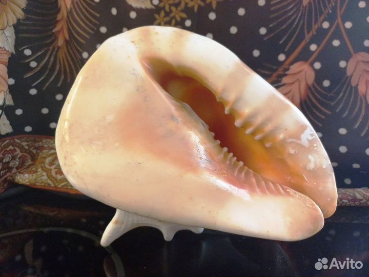 Большая морская раковина и ракушки