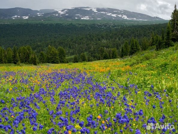 Мед 2024 года натуральный опт