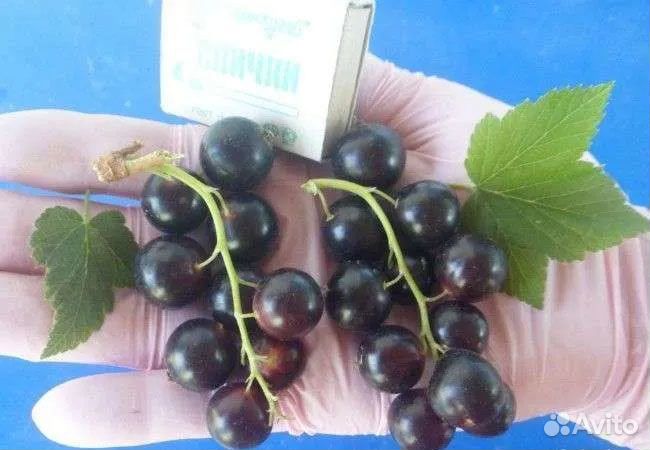 Саженцы черной смородины