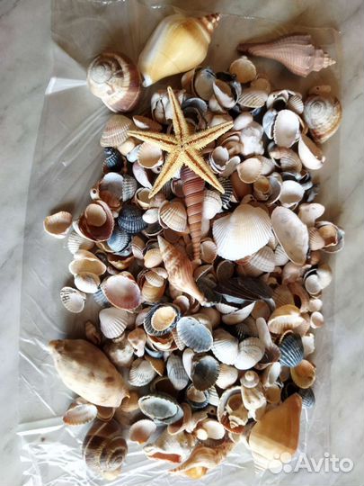 Ракушки для поделок и в аквариум