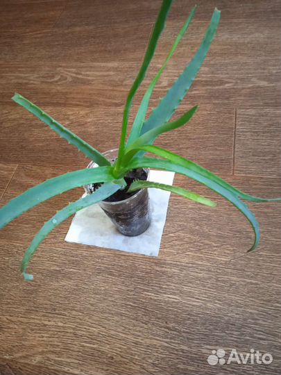 Алоэ столетник