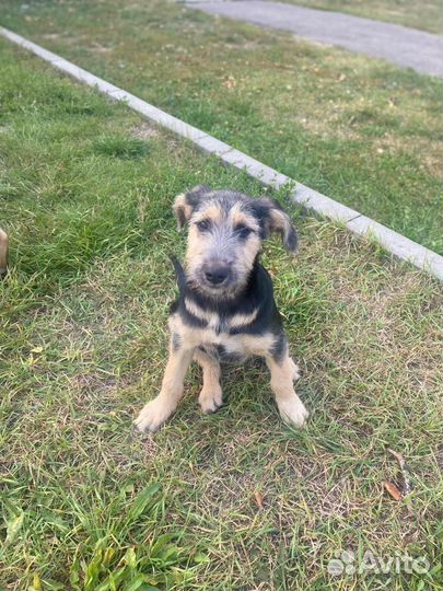 Щеночки девочки