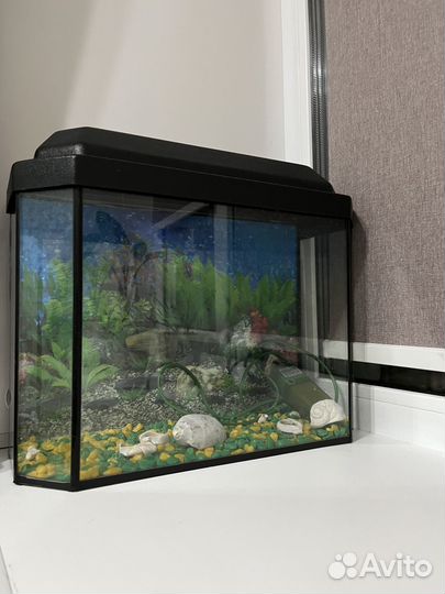 Аквариум