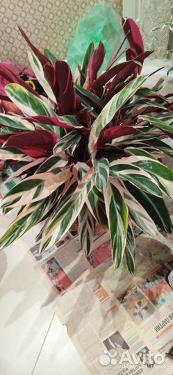 Строманта триколор