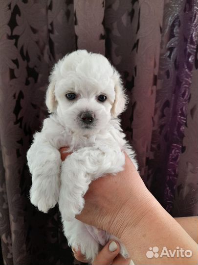 Щенки бишон фризе