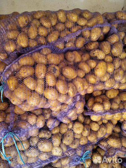 Картофель на посадку, колумбо и т. д