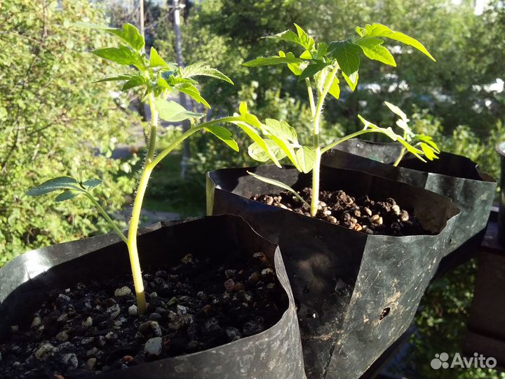 Рассада томата Пиноккио (комнатный сорт)