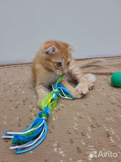 Вислоухий котёнок в добрые руки