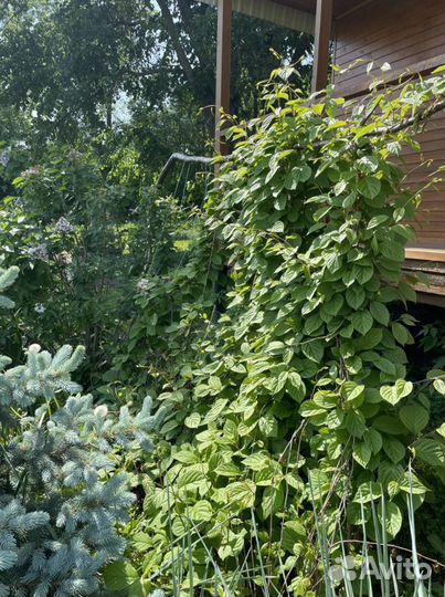 Лимонник китайский