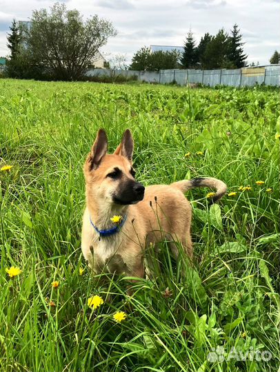 Девочка Джесси