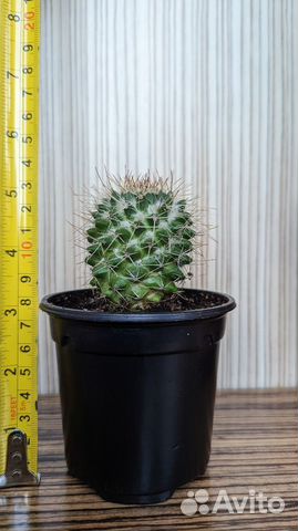 Кактусы разные