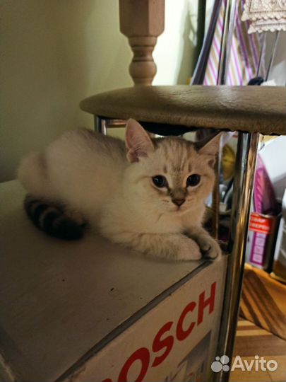 Кошки