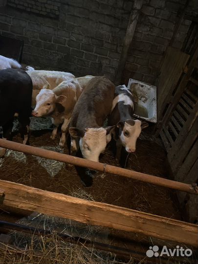 Телята бычки сементалы