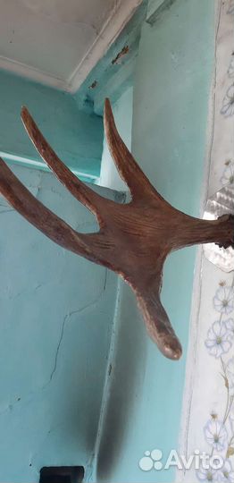 Продам рога лося