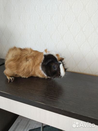 Морские свинки