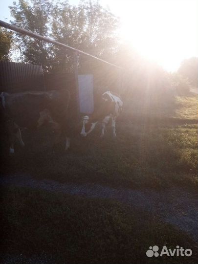 Продам коров