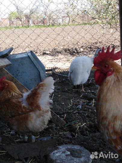 Цыплята мини мясные