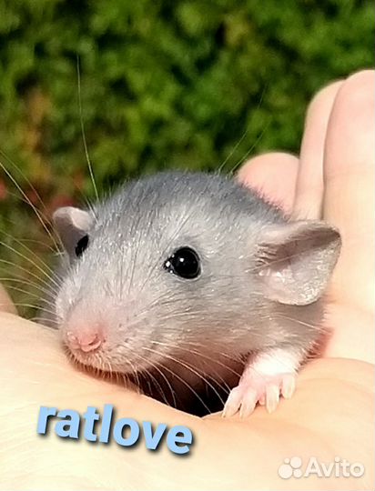 Крысята голубые дамбо