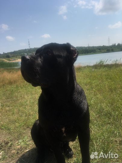Мальчик кане корсо. Вязка