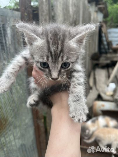 Котята в добрые руки бесплатно