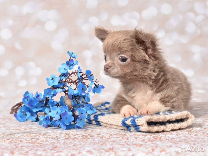 Щенки чихуахуа