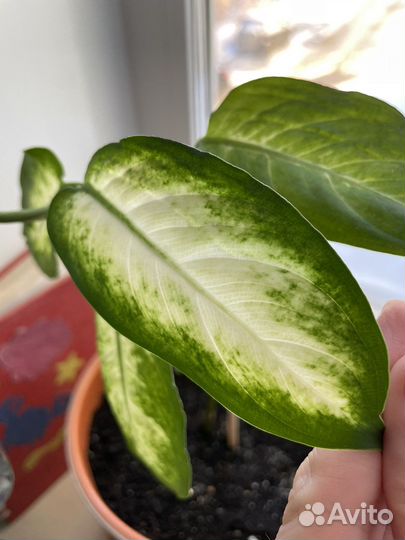 Диффенбахия камилла