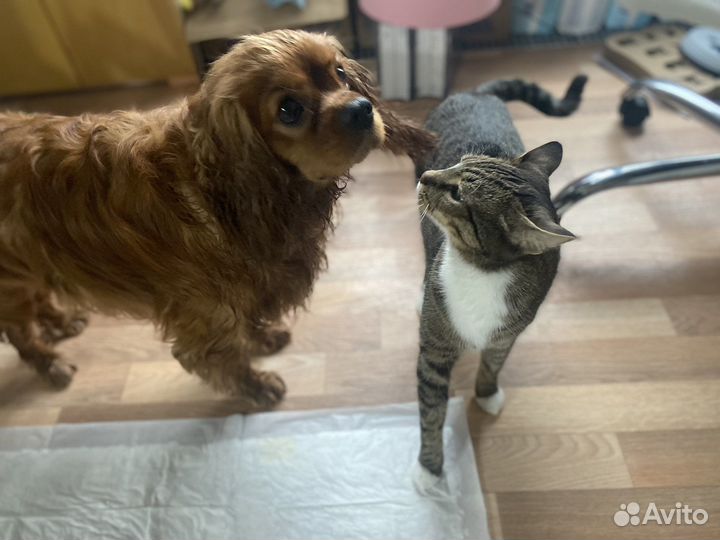 Зоопсихолог кошки