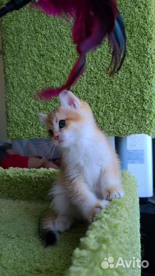 Британские котята золотая шиншилла ny11 ny12