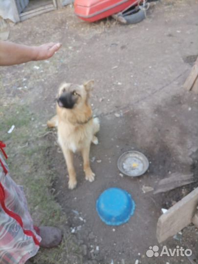 Ищет дом хороший пёсик