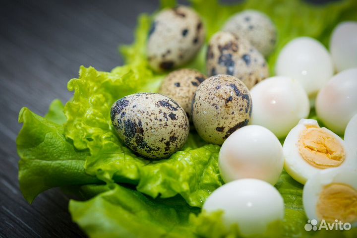 Свободно Росс-308, Венгрия