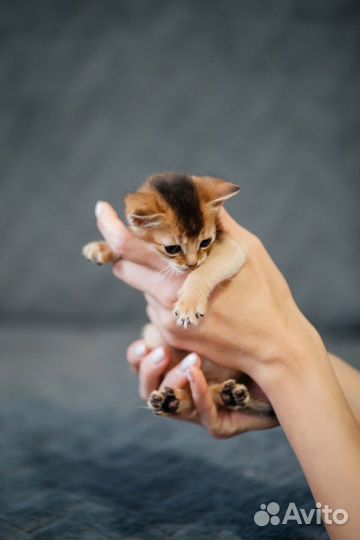 Абессиницы