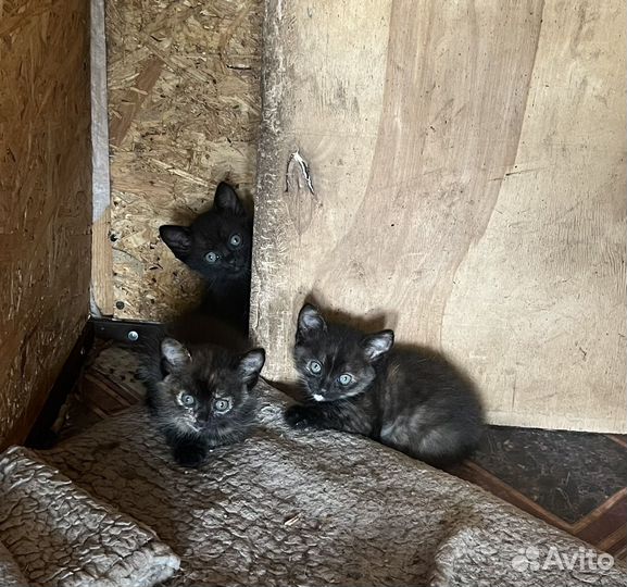 Черная кошка