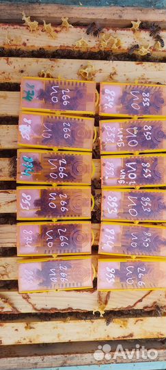 Пчеломатки Карника Бакфаст