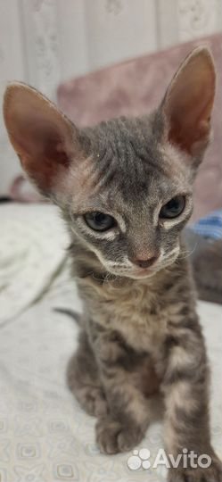 Донской сфинкс браш котята