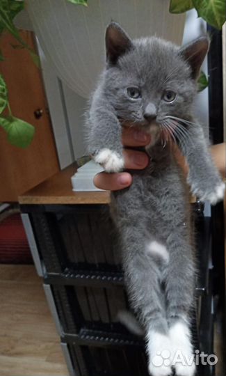 Кошечка