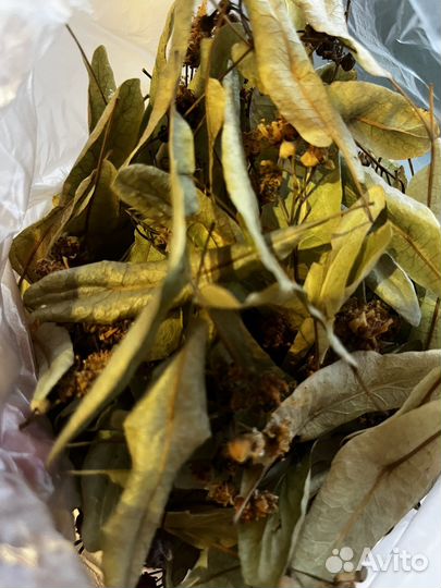 Липовый цвет