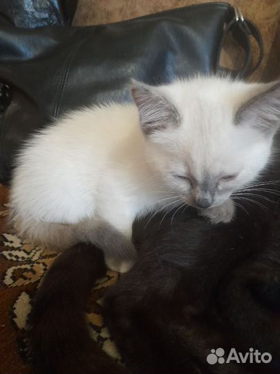 Кошки
