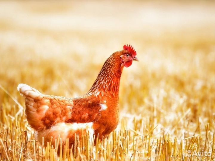 Куры несушки