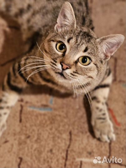 Котик в добрые руки