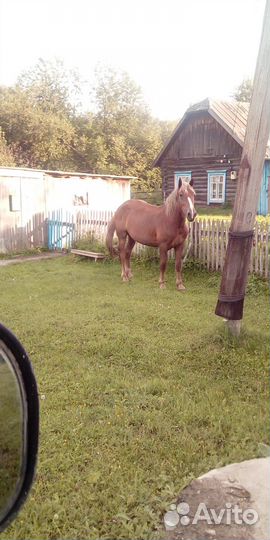 Продажа лошадей