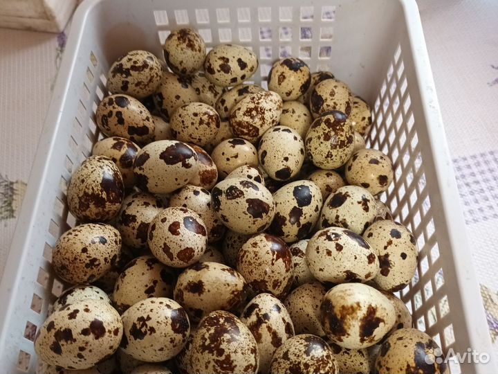 Яйца перепелиные