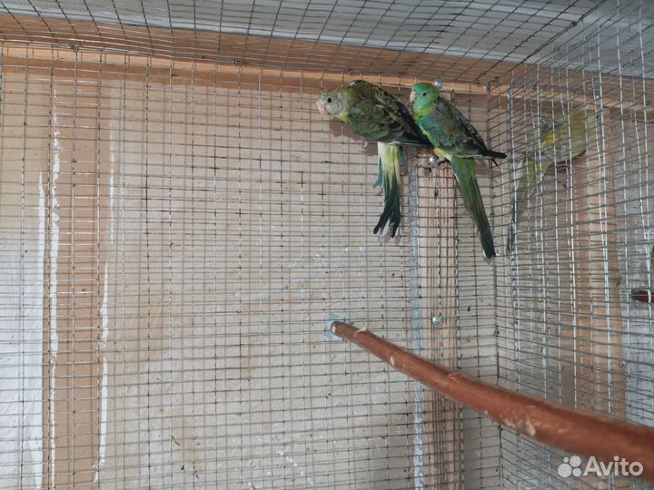 Певчие попугаи