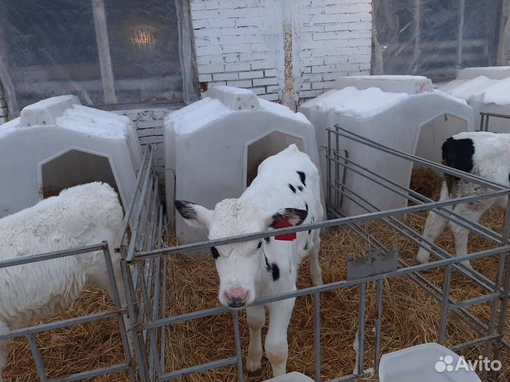 Телята на откорм