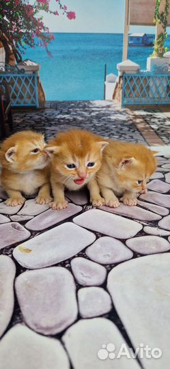 Британские котята