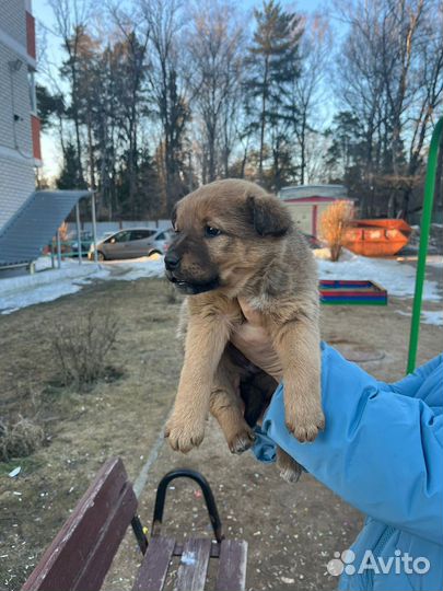 Щенок в добрые руки