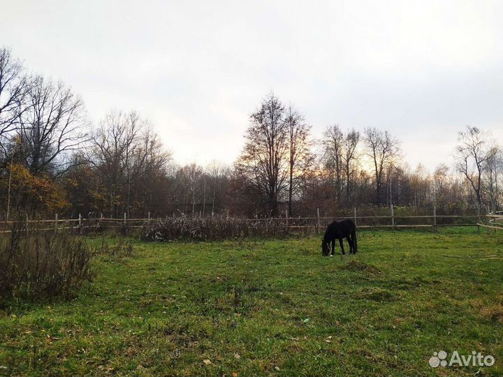 Постой лошадей