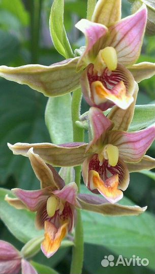 Редкая садовая зимующая орхидея дремлик